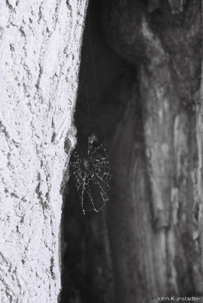 1e.Spider-Web-Allee-to-Former-Ashtorp-and-Hartsing-Estate-Dukora-2017-2017123c-F1110037