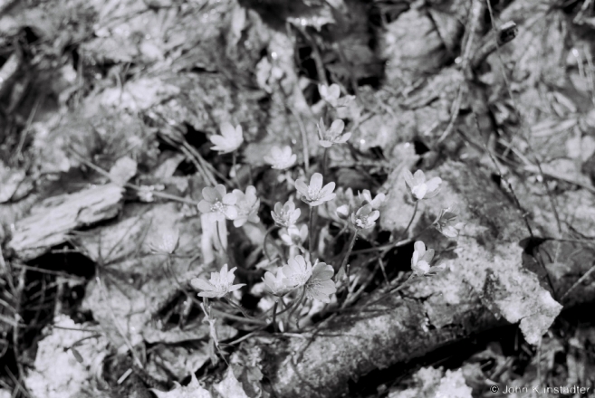 1f.Wildflowers, German WWI Cemetery, Pjatroushchyna 2017, 2017091-32