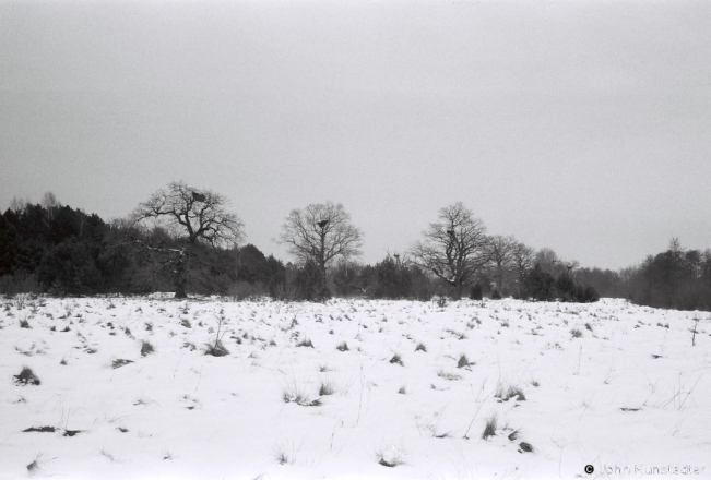 1g.Oak Grove with Storks' Nests, Panjamon' 2019, 2019014_36A