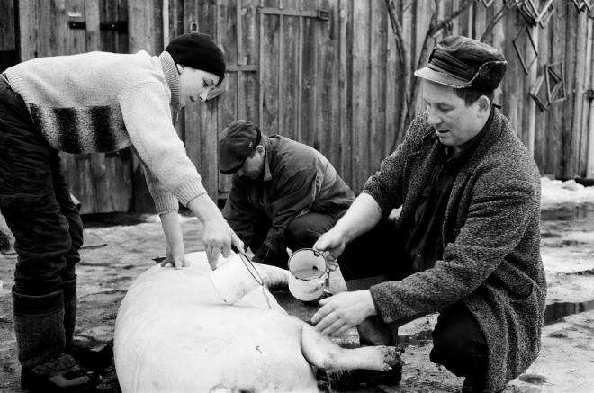2-hog-butchering-20119
