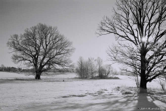 2-oak-trees-of-belarus-dzjaniski-2014-2014024-06