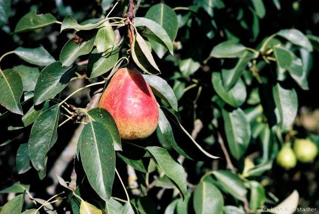 2.Pear Crop, Tsjerablichy 2015, 2015331- (F1010002
