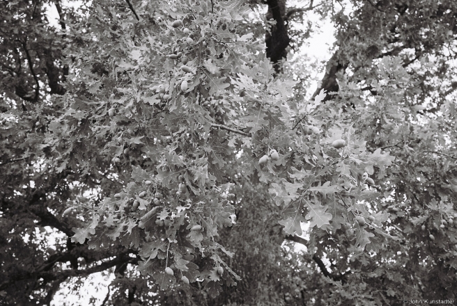 2.Acorns, Tonjezh 2015, 2015282-31A(000061