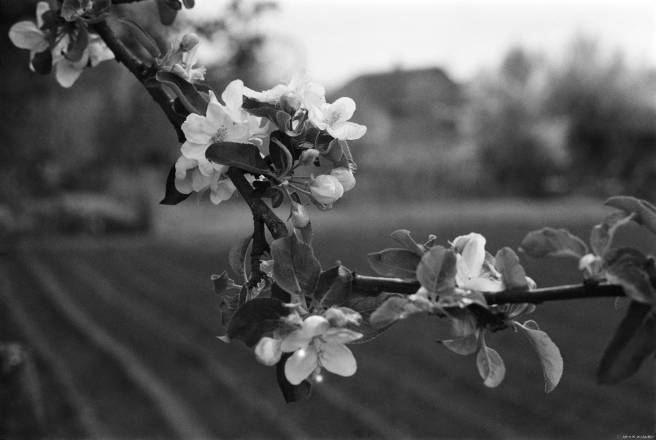 2.Apple-Blossoms-Tsjerablichy-2019-2019037b-33A