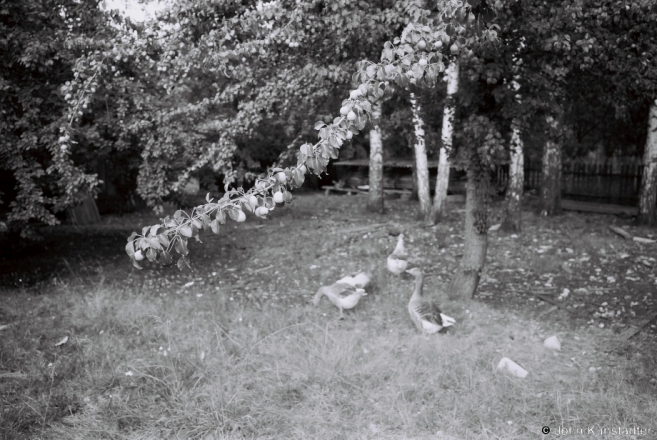 2.Apple Crop, Tsjerablichy 2015, 2015310b- (F1120026