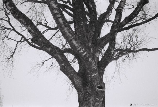2.Old Tree, Salamarechcha 2019, 2019018b_21A