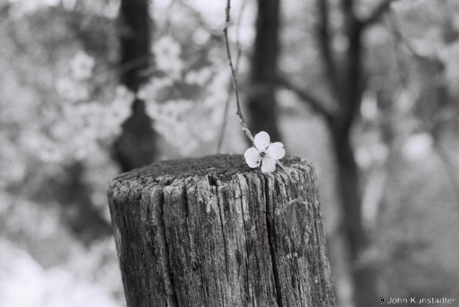 2.Cherry Blossom, Tsjerablichy 2016, 2016130a-25A