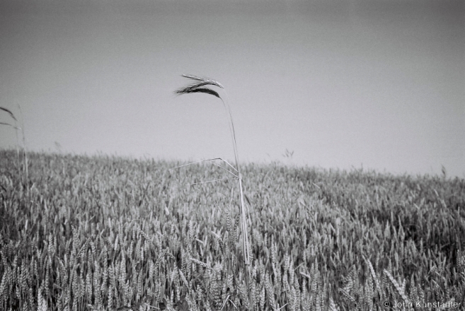 2.Field nr. Ikazn' 2016, 2016244- (F1090024