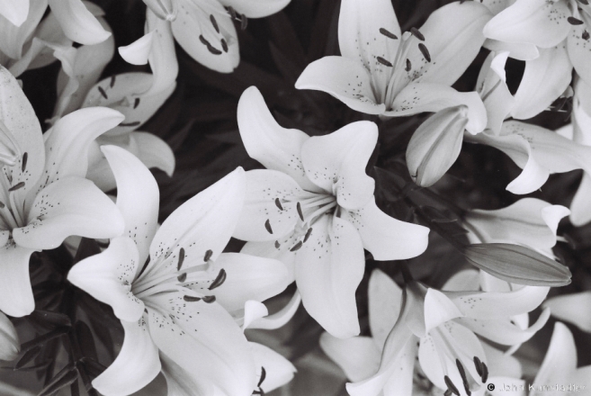 2.July Lilies, Tsjerablichy 2012, 2012193a-02