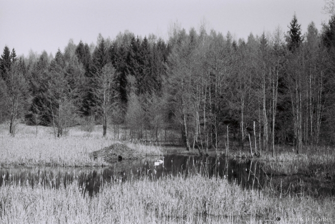 2.Near-Kljushchany-2014-Beaver-Hut-Swans-2014113-20A