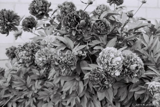 2.Polesian Rhythms, Peony Season, Tsjerablichy 2015, F1130027(2015189-