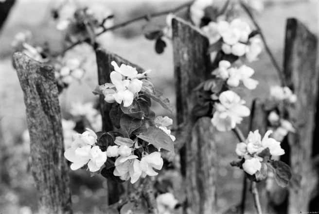 2.Polesian-Spring-Apple-Blossoms-and-Old-Wooden-Fence-Tsjerabichy-2019-2019042-9A