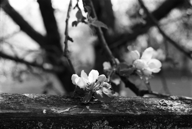 2.Polesian-Spring-Tsjerablichy-2019-2019038b-17A