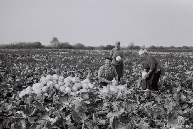 Working the Fields before Pakrou, Rubjel' 2014, F1020037(2014376-