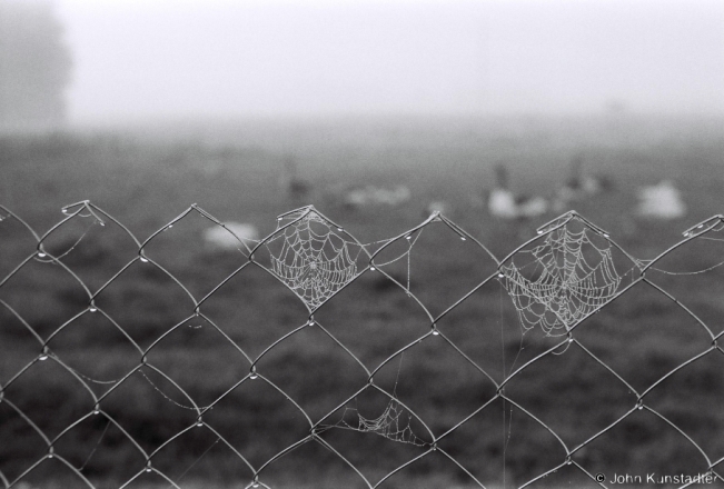 2.Spiderwebs in Morning Fog, Tsjerablichy 2018, 2018198_17A