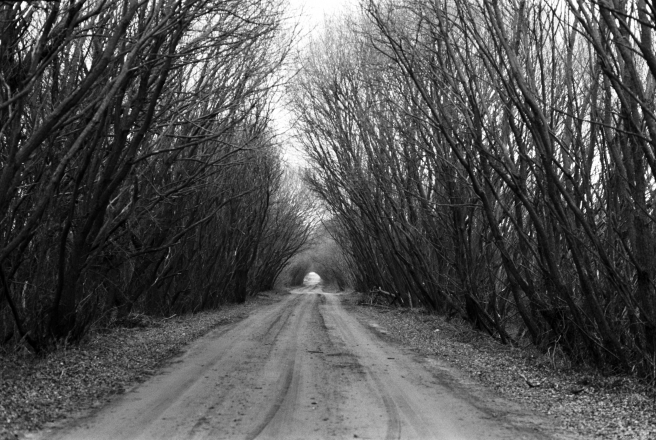 2.Tree-Tunnel-Parechcha-Alshanka-Road-2020-2020013b-27