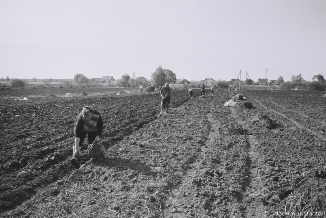 Planting Potatoes, Tsjerablichy 2014, 2014131-24A.jpg