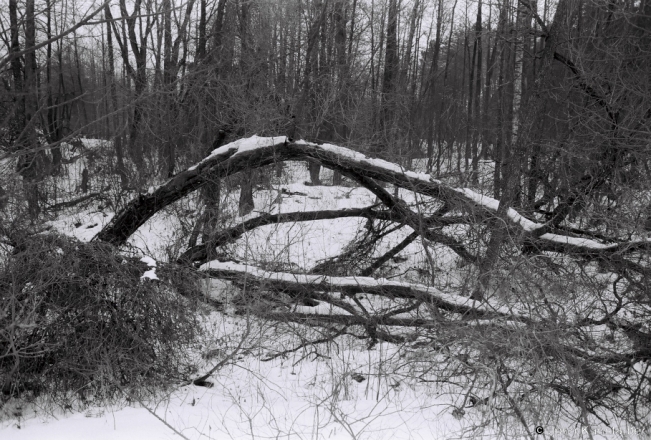 2.Woods between Pjarezhary and Rakau 2019, 2019019_28A