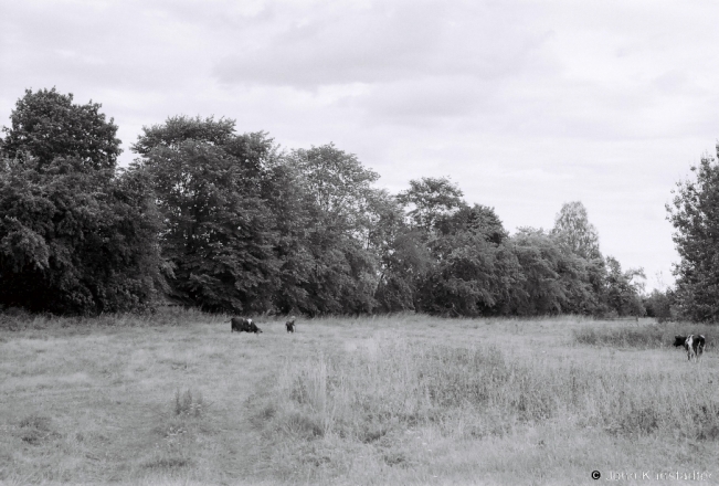 20b.Driving-Her-Cow-Home-Vajhany-2018-2018216_09A