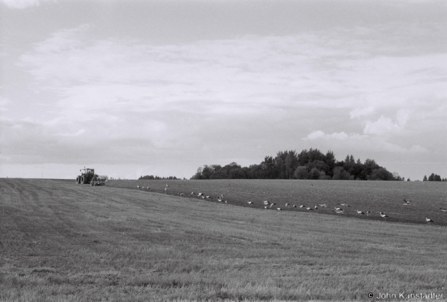 22a.Storks-along-Mjensk-Vilnius-Highway-2018-2018216_27A