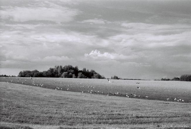 22b.Storks-along-Vilnius-Highway-2018-2018217_04A