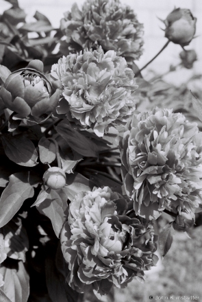 23-peonies-tsjerablichy-2012-f10800262012124-25a
