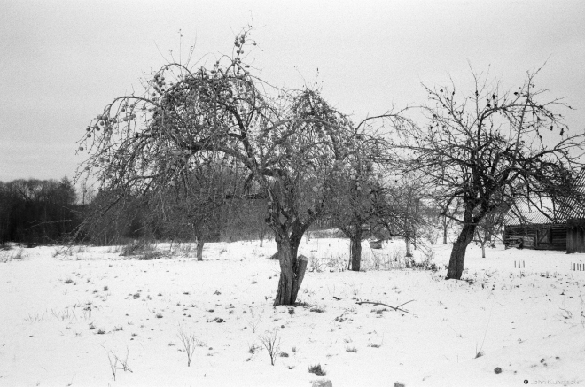23a.Orchard with Frozen Unpicked Apples, Hajna 2016, 2016349-32A