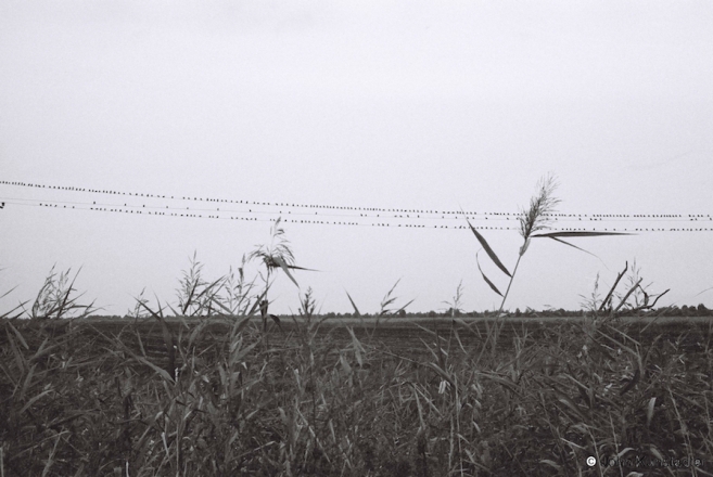 26a.Flock-in-Autumn-Vjalikija-Dvortsy-2012-2012300-36