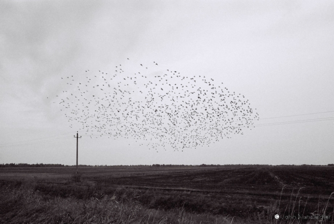 26b.Flock-in-Autumn-Vjalikija-Dvortsy-2012-2012300-35