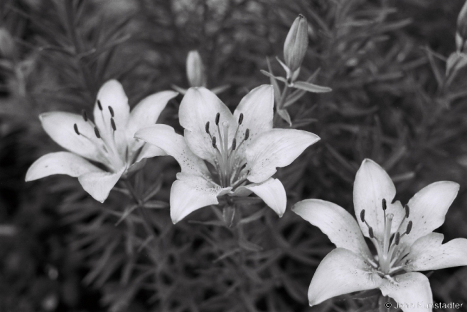 27.Late May Lily, Tsjerablichy 2014, 2014183-16A