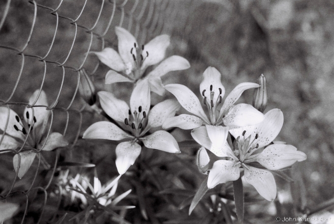 28-may-lilies-tsjerablichy-2012-f10800362012124-35a