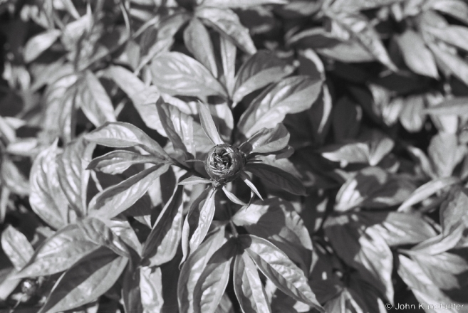 29a.Peony, Tsjerablichy 2014, 2014140-0A