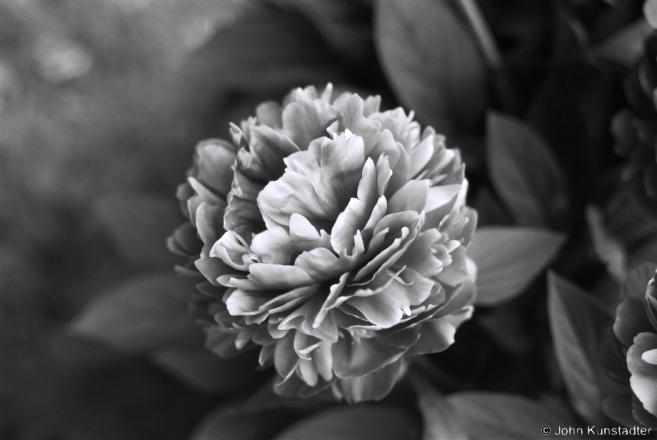 29b.Peony, Tsjerablichy 2014, 2014183-13A