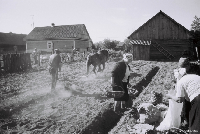 2a.Harvesting Potatoes, Tsjerablichy 2015, 2015270- (F1080024