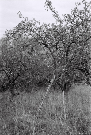 2a.Apple Orchard, Zas'tsjen'nje 2018, 2018287_23