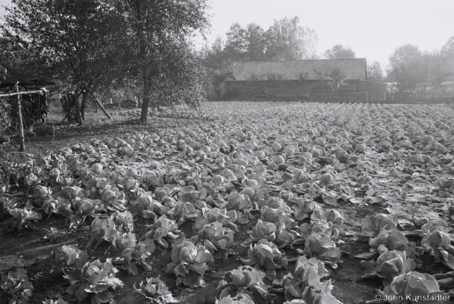 2a.Cabbage Ready for Harvest, Tsjerablichy 2015, 2015366b-19A (F1060020