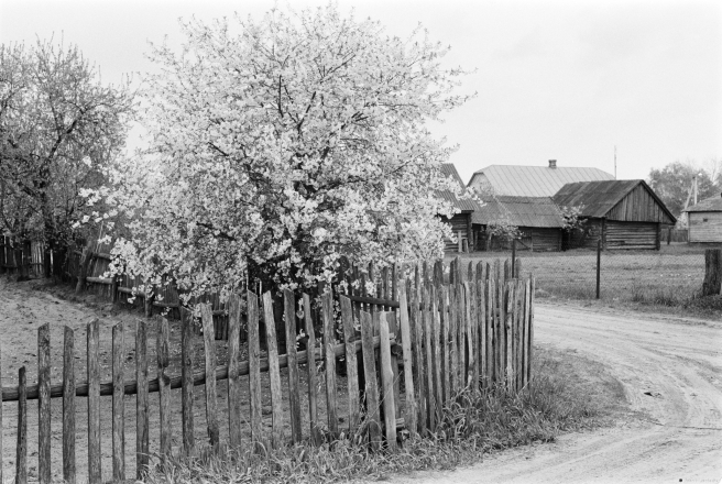 2a.Cherry-Blossoms-Tsjerablichy-2019-2019042-16A