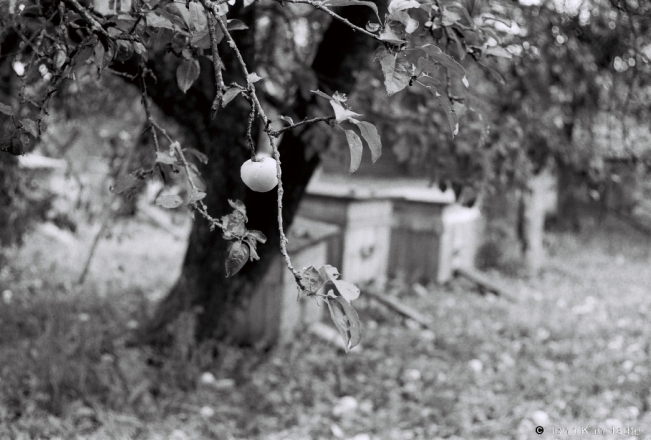 2a.Dzjed Ivan's Beehives, Tsjerablichy 2018, 2018193_01A