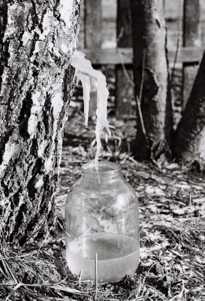 2a.Rhythms and Rites of Approaching Spring, Frozen Birch Sap, Tsjerablichy 2016, 016079c- (2) (000050