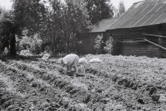 2a.Harvesting Potatoes from the Family Plot, Tsjerablichy 2017, 2017200- (F1010027