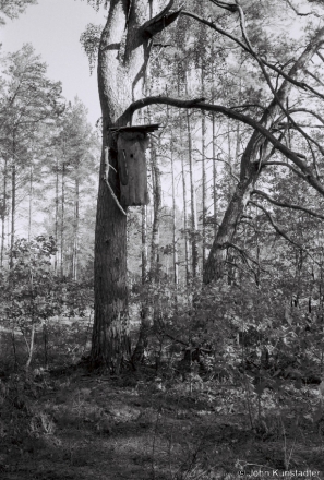 2a.Kaloda No. 1, Baranou Roh, Tsjerablichy Woods 2018, 2018254_02A