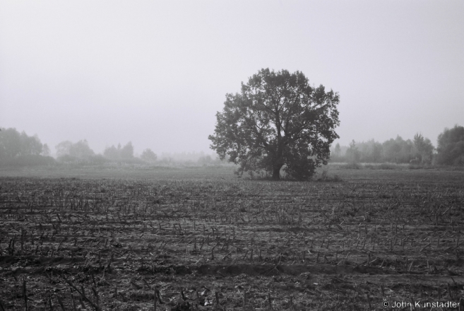 Oak, Tsjerablichy-Machul' Road 2014, F1070011(2014374-