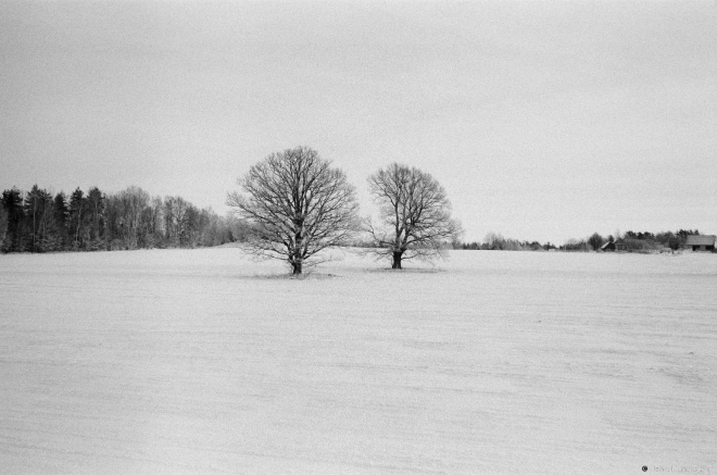 2a.Oaks, Dzjaniski 2016, 2016353-6A (65190006