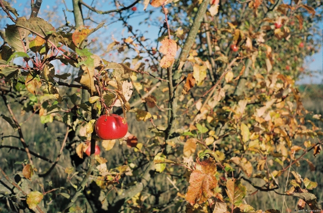 2a.Old Apple Orchard along Markava-Vjerkhnija Talui Road 2018, 2018262a-4A (000005