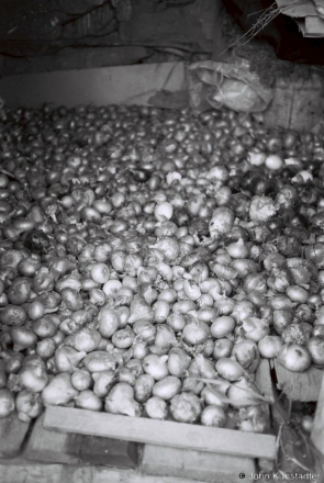 2a.Onion Harvest, Tsjerablichy 2016, 2016268b- (F1130020