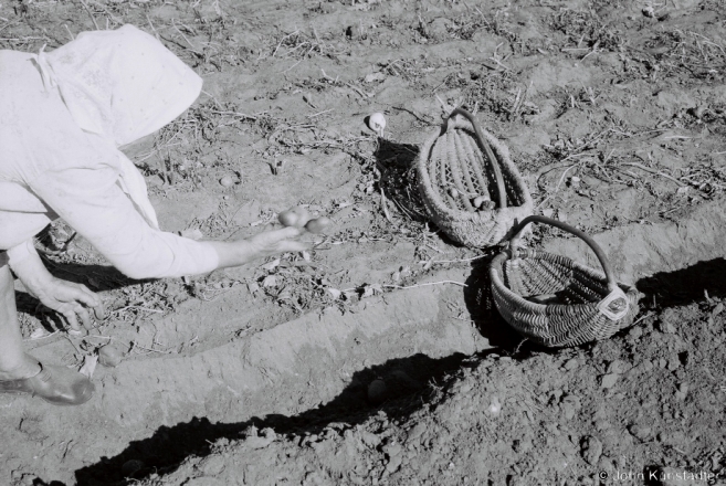 2b.Harvesting Potatoes, Tsjerablichy 2015, 2015269- (F1130020