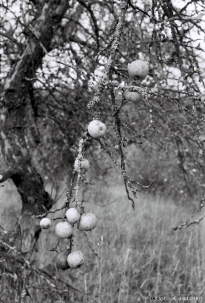 2b.Apple Orchard, Zas'tsjen'nje 2018, 2018286_00A