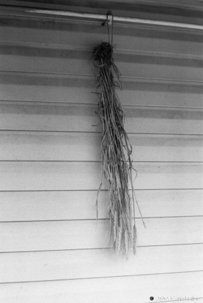 2b.Bundle of Nine Rye Stalks, Used to Bless Grave at Burial, Tsjerablichy 2018, 2018003- (F1010001