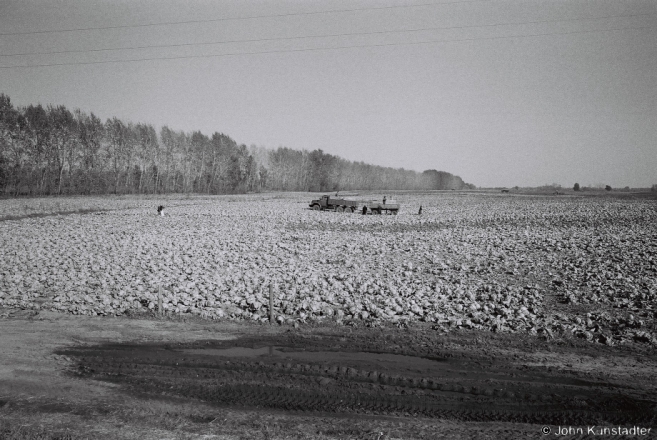 2b.Cabbage Harvest, Ramjel'-Al'shany Road 2015, 2015366b-2A (F1060003