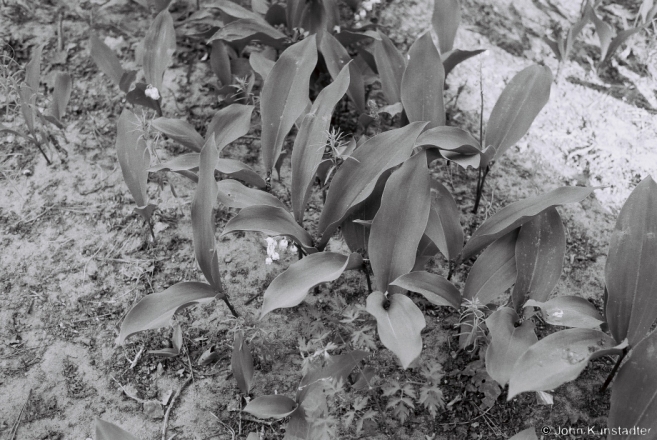 2b.Cemetery, Church of the Dormition, Ts'mjen' 2015, F1040019(2015139a-